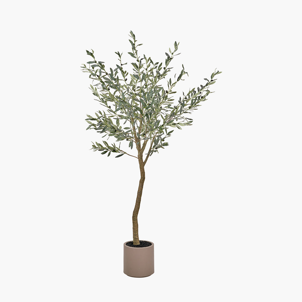 Large Olive Tree in Pot
