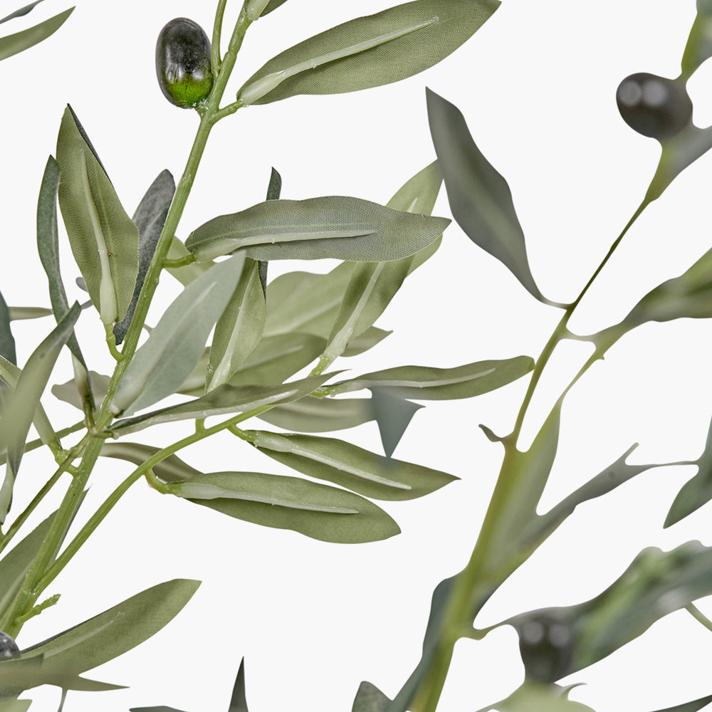 Large Olive Tree in Pot